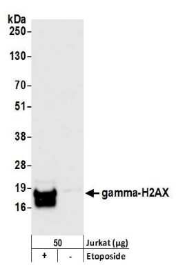 Western Blot Detection of Histone H2AX in EPE Treated Jurkat Cells